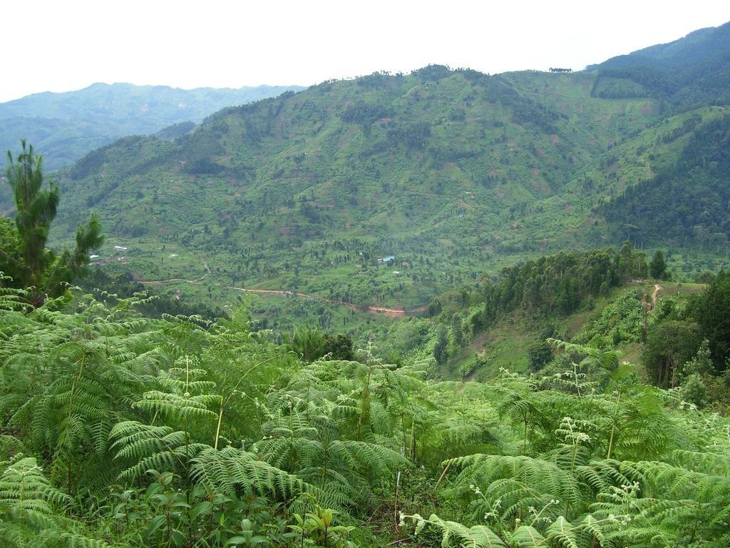 Environmental jobs for 50 impoverished Rwandans