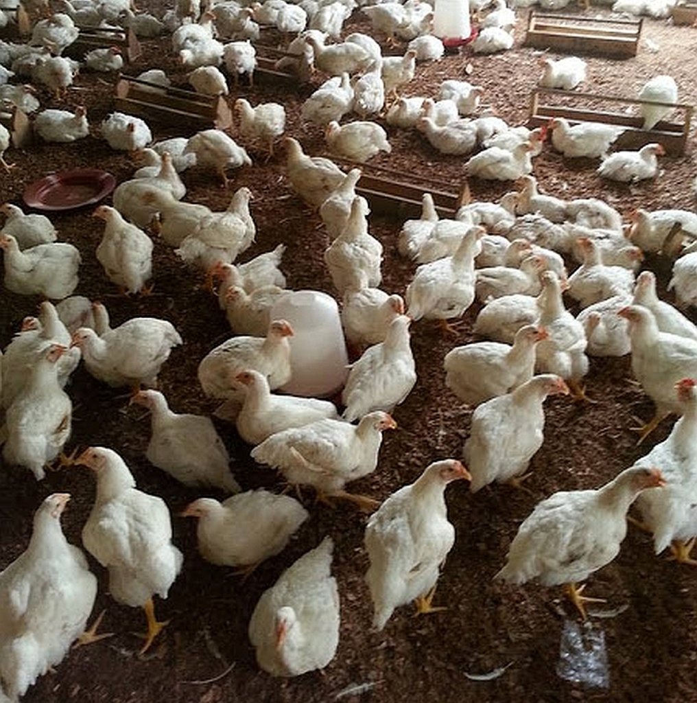 Poultry of 500 Chicken Providing a 3-Fold Benefit