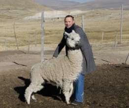 Daniel collars an alpaca in Peru