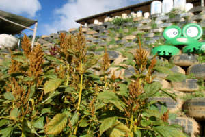 Amaranth and Sixth Grade's Tire Frog