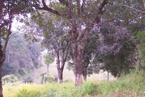 Avocado trees