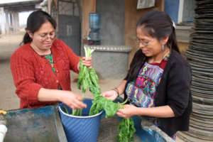 Mamas Washing Chard for Smoothies