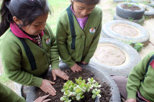 Third Grade Girls Planting Jade