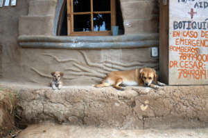Pistolera the Pup, with her new Aunt Zelda
