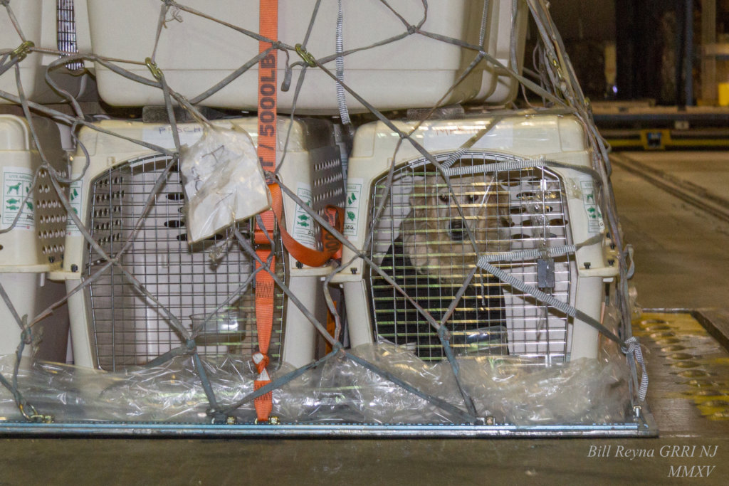 Rescue Goldens from Turkey