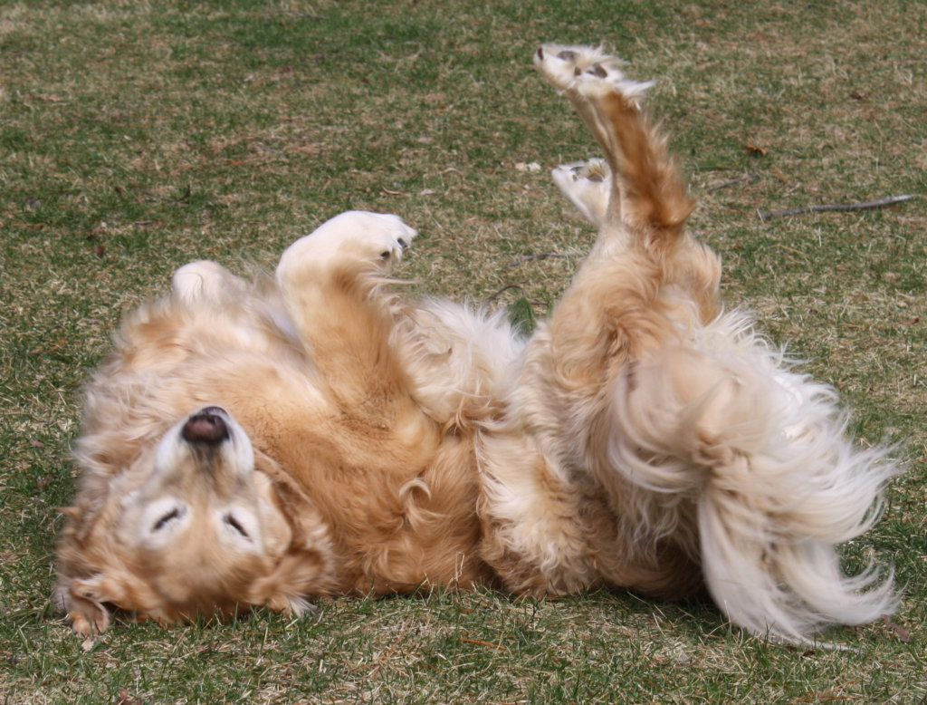 Rescue Goldens from Turkey