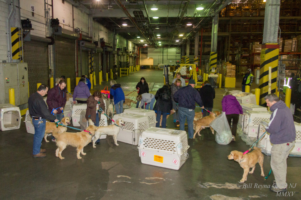 Rescue Goldens from Turkey