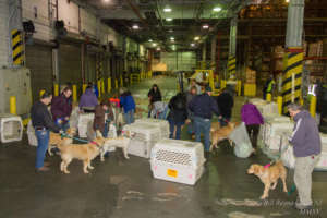 Rescue Goldens from Turkey