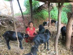 Goat raising using a loan from the trust fund