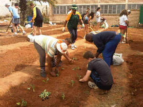 Planting the seedlings