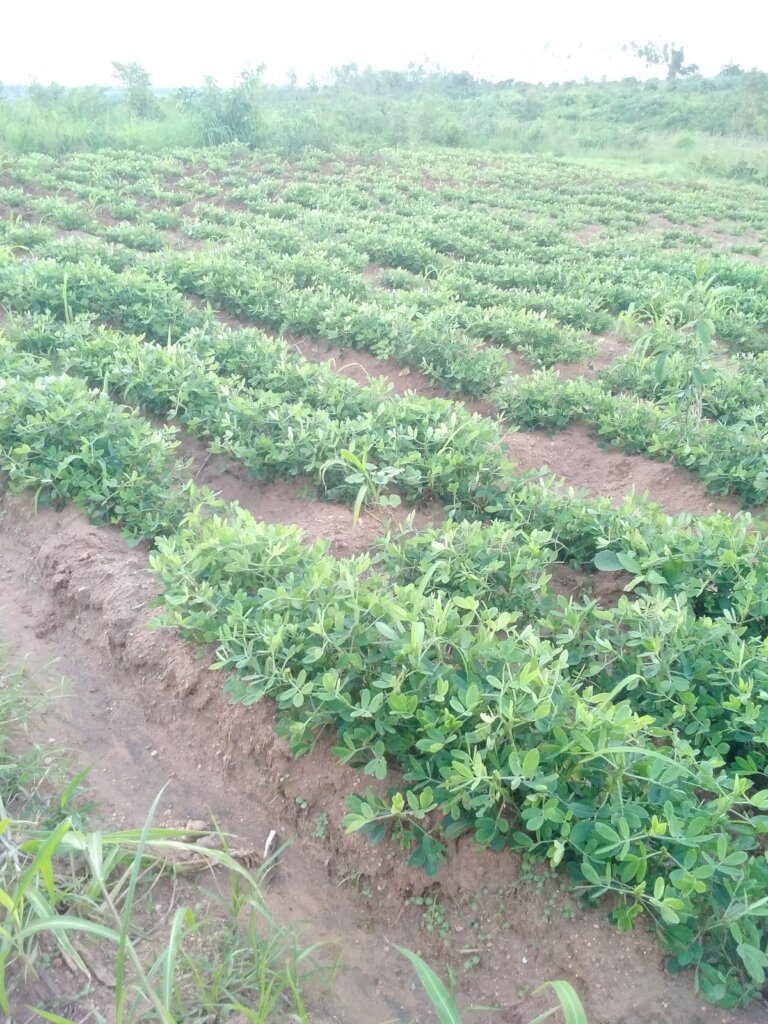 Women Lead Food Security