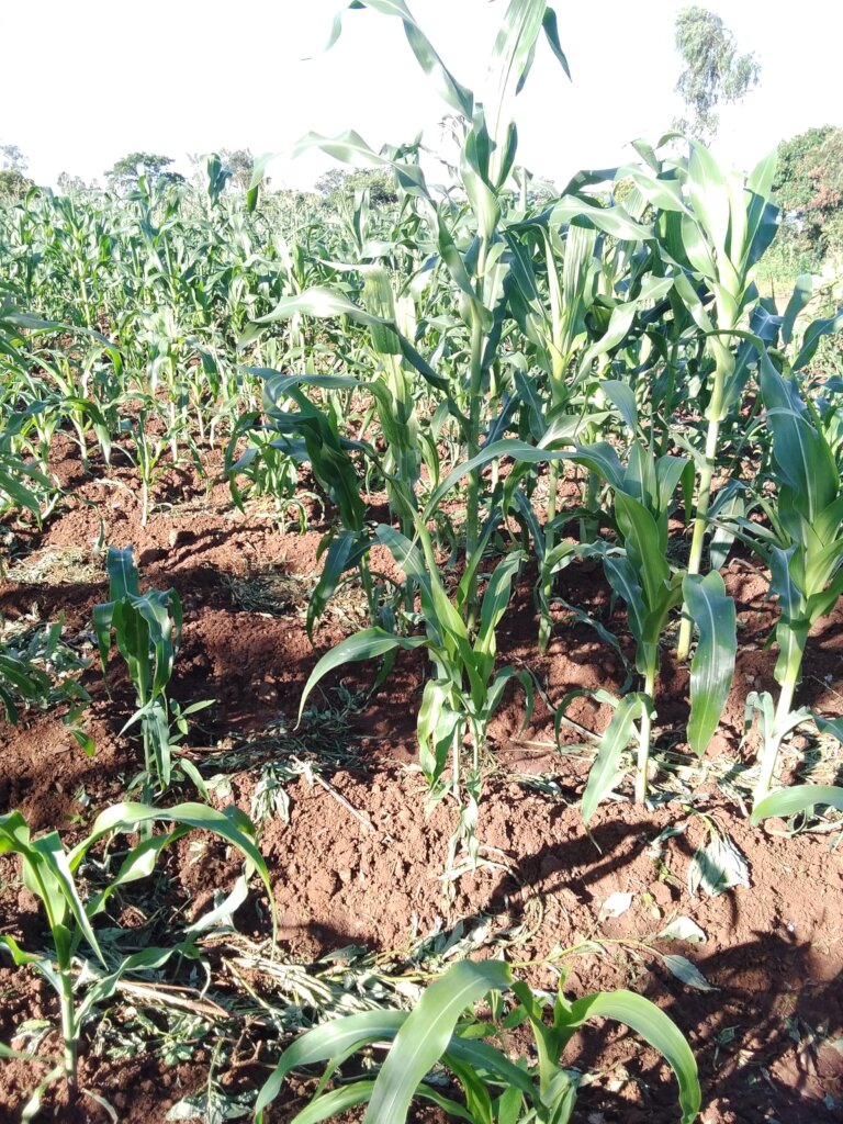 Women Lead Food Security