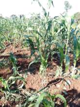 Nasimango field ( widow )