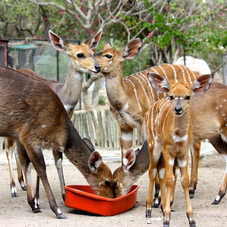 Sponsor Maxi, Chancy, Nyalou, and other Antelope!