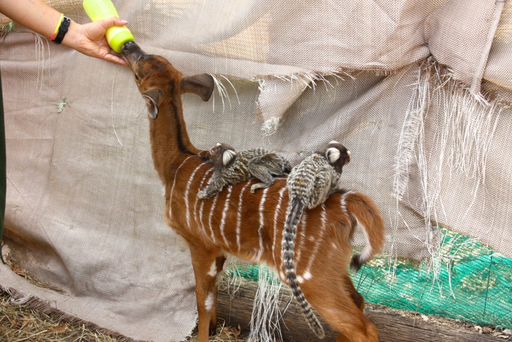 Sponsor Maxi, Chancy, Nyalou, and other Antelope!