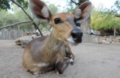 Sponsor Maxi, Chancy, Nyalou, and other Antelope!