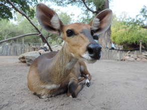 Sponsor Maxi, Chancy, Nyalou, and other Antelope!