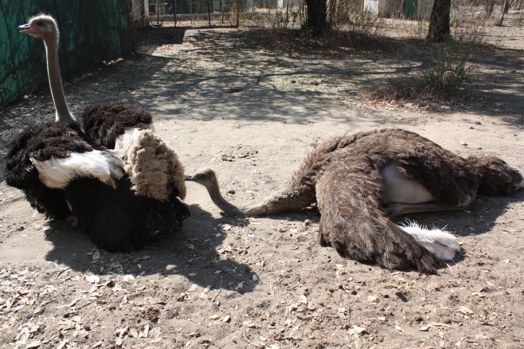 Sponsor Mr. and Mrs. Strauss, DAKTARI's Ostriches!