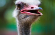 Sponsor Mr. and Mrs. Strauss, DAKTARI's Ostriches!