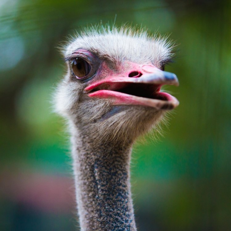 Sponsor Mr. and Mrs. Strauss, DAKTARI's Ostriches!