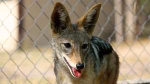 Sponsor Minnie and JP,  our new Jackals!