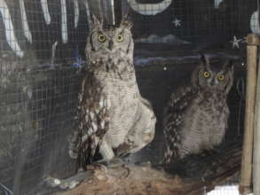 Alex (left) and Marco, our Spotted Eagle Owls