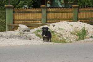 Stray dog in Romania