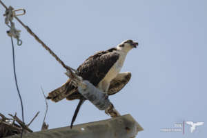 Back on his old nest-post (Caye Caulker, Belize)