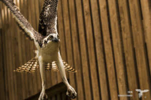 Flying in the rehab enclosure