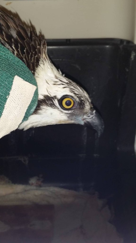 Help Heal the Osprey's wing