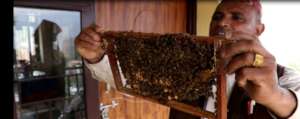 Children learned not to fear bees.