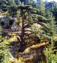 Deteriorating Forest