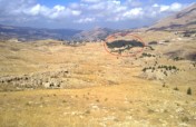 Adopt a Cedar tree: help Lebanon