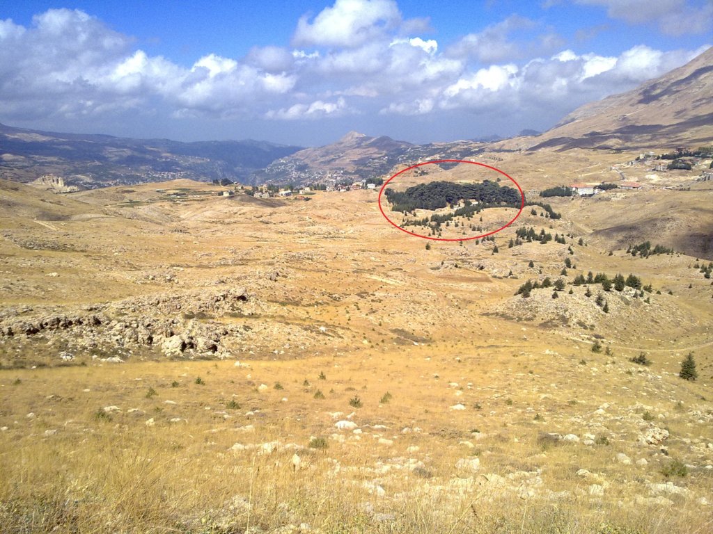 Adopt a Cedar tree: help Lebanon