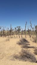 The "kraal" space where the hut will be located