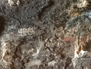 Ancient Bushman Petroglyphs