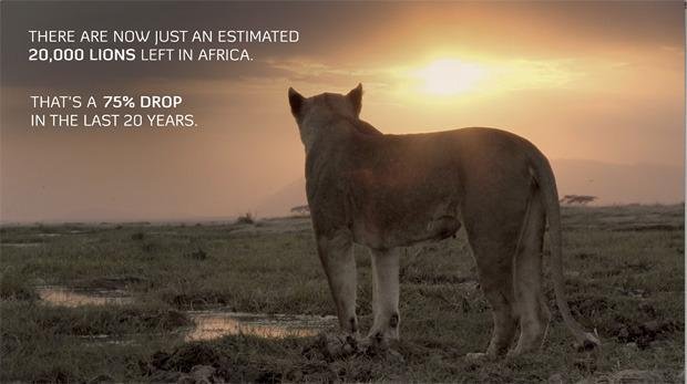 Maasai Olympics: Ending Lion Killings In Kenya