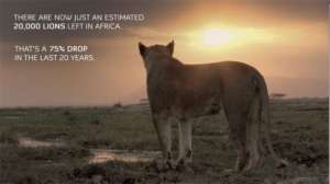 Decline Of Lions In Africa