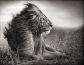Predator Protection Program - Male African Lion