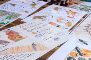 Visual learning aids for beekeeping training