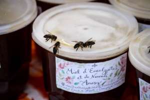 Curious bees investigating our honey!