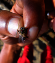 A bee with a varroa mite attached