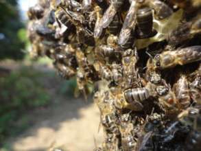 Bees with varroa