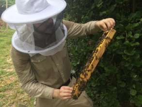 Researcher David Peck inspects a hive frame