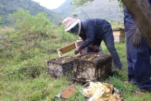 Beekeepers harvesting honey and wax from hives