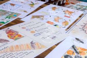 Visual Learning Aids To Teach Beekeeping Skills