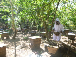 Pierros harvesting honey from one of his many hive