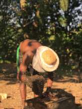 Perosy moves a wild colony into a self-built hive