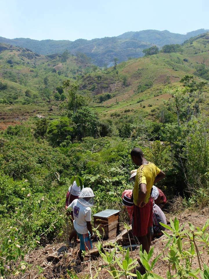 Safeguard Bees and Beekeepers in Madagascar