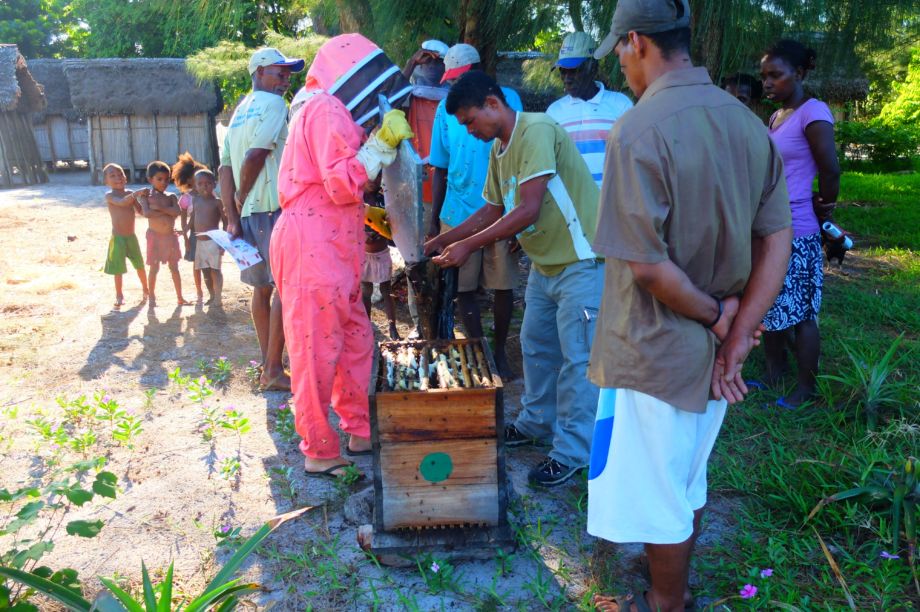 Safeguard Bees and Beekeepers in Madagascar